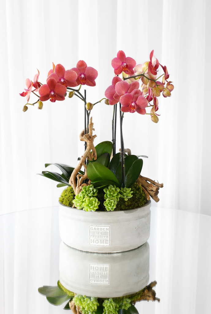 Orchid Planter